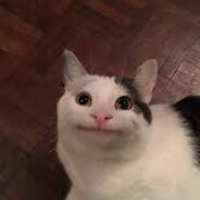 Beluga xD